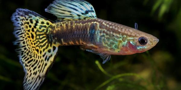 Kevin Guppy profile background