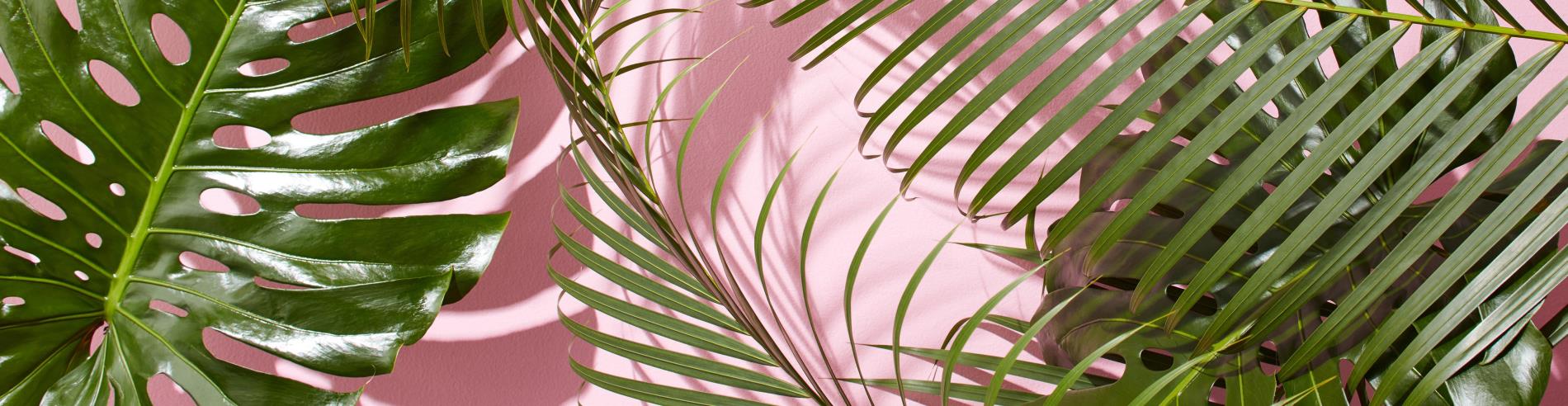 Kasey Kim profile background
